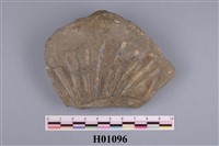 藏品(明海扇)的圖片